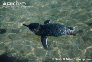 Illustration for article titled Flightless Friday - Eudyptula minor Edition